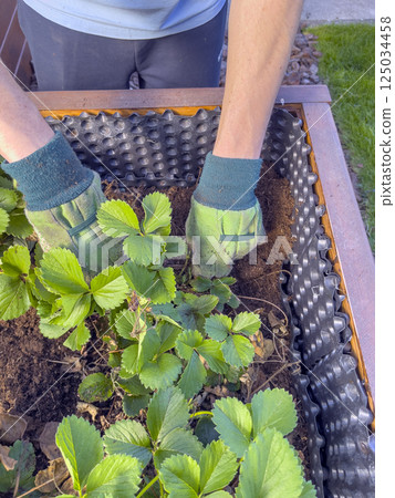 Planting strawberries in a bed in the garden. Cultivated land close-up. Gardening concept. Agricultural plants growing in a row of beds. 125034458