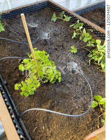 Watering strawberries and parsley in a bed in the garden. Drops and streams of water close-up. Gardening concept. Agricultural plants growing in a row of beds. 125034487