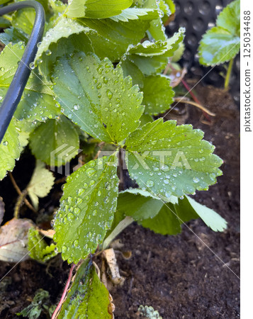Water drops on strawberry leaves close-up. Gardening concept. Agricultural plants growing in a row of beds. 125034488