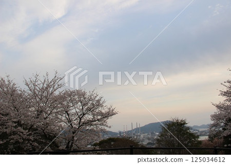 「煙囪鎮的櫻花！」山口縣旅遊 櫻花與周南石油化學聯合體 #CherryBlossoms 永續發展目標 全球環境 工廠污染 125034612