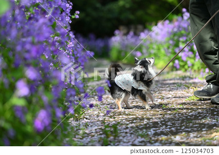 Walking with my dog: A promenade where purple flowers bloom, Long-coated Chihuahua Walking with my dog: A promenade where purple flowers bloom, Long-coated Chihuahua 125034703