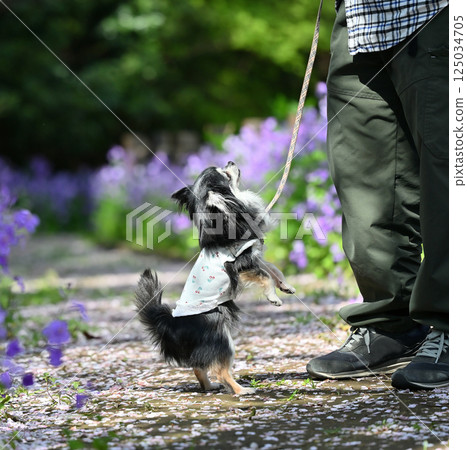 Walking with my dog: A promenade where purple flowers bloom, Long-coated Chihuahua Walking with my dog: A promenade where purple flowers bloom, Long-coated Chihuahua 125034705