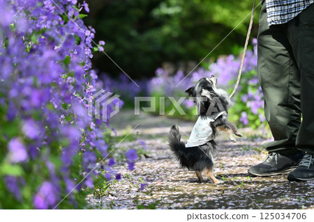 Walking with my dog: A promenade where purple flowers bloom, Long-coated Chihuahua 125034706