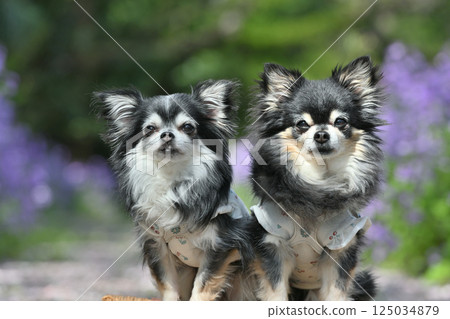 Two Chihuahuas walking in a park where purple flowering plants bloom Two Chihuahuas walking in a park where purple flowering plants bloom 125034879