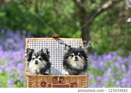 Two Chihuahuas walking in a park where purple flowering plants bloom 125034882