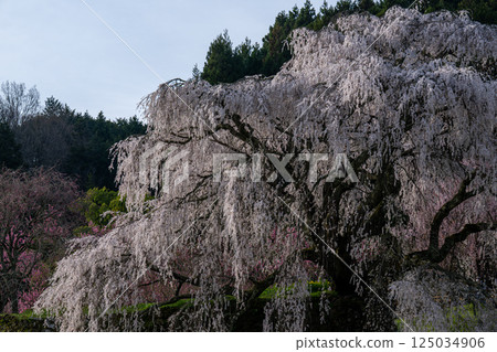 河北櫻花盛開 河北櫻花盛開 125034906