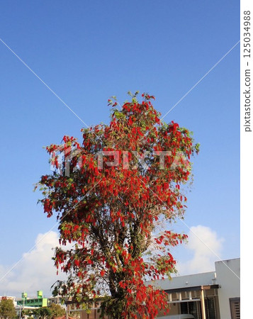 The bright red flowers of the bottlebrush tree were in full bloom on a clear day in the spring. The bright red flowers of the bottlebrush tree were in full bloom on a clear day in the spring. 125034988