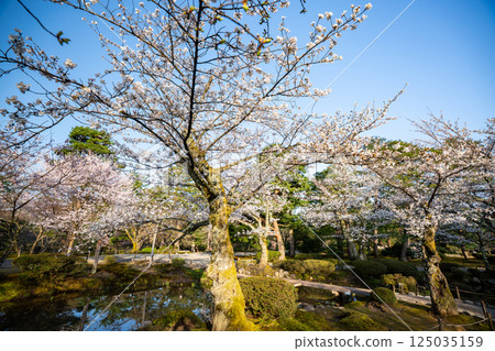 （石川縣）櫻花盛開的兼六園 125035159