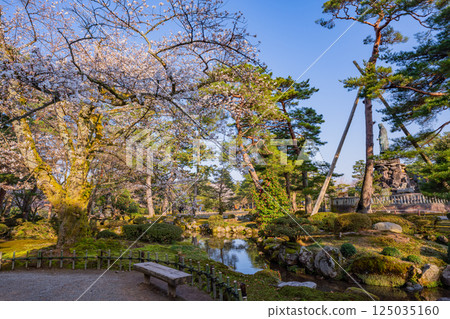 (Ishikawa Prefecture) Kenrokuen with cherry blossoms in bloom 125035160