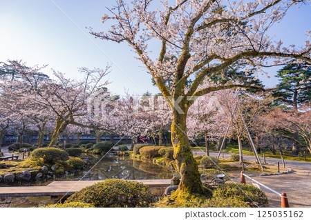 （石川縣）櫻花盛開的兼六園 125035162