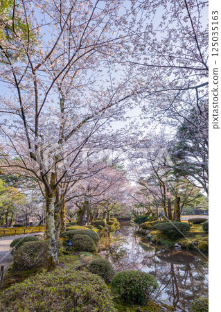 （石川縣）櫻花盛開的兼六園 125035163