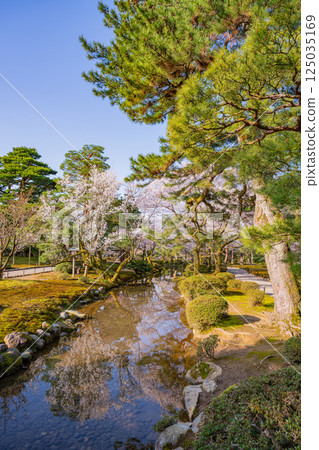 （石川縣）櫻花盛開的兼六園 125035169