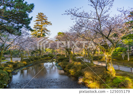 (Ishikawa Prefecture) Kenrokuen with cherry blossoms in bloom 125035179