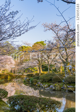 (Ishikawa Prefecture) Kenrokuen with cherry blossoms in bloom 125035183