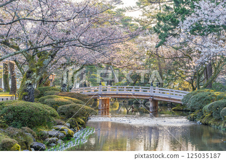 （石川縣）櫻花盛開的兼六園 125035187
