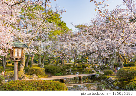 (Ishikawa Prefecture) Kenrokuen with cherry blossoms in bloom (Ishikawa Prefecture) Kenrokuen with cherry blossoms in bloom 125035193