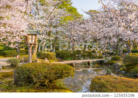 （石川縣）櫻花盛開的兼六園 125035196