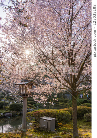 (石川縣)櫻花盛開的兼六園 (石川縣)櫻花盛開的兼六園 125035198