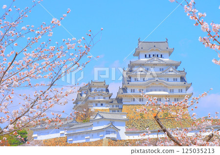 Scenery of cherry blossoms in full bloom and Himeji Castle, Himeji City, Hyogo Prefecture 125035213
