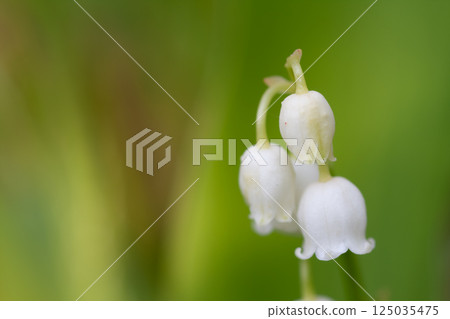 Lily of Suzuran 125035475