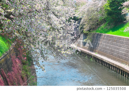 Cherry blossoms stretching out towards the river 125035508