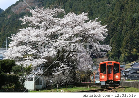 長良川鐵道深戶站櫻花 125035519