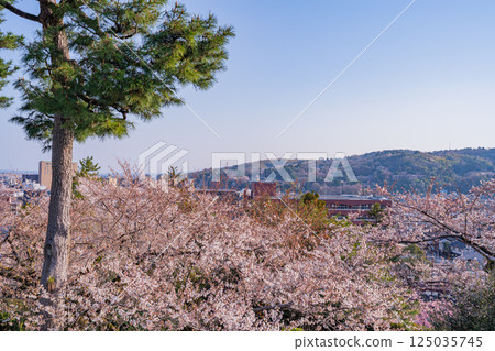 (Ishikawa Prefecture) The city of Kanazawa as seen from Kenrokuen Garden with its cherry blossoms in bloom 125035745