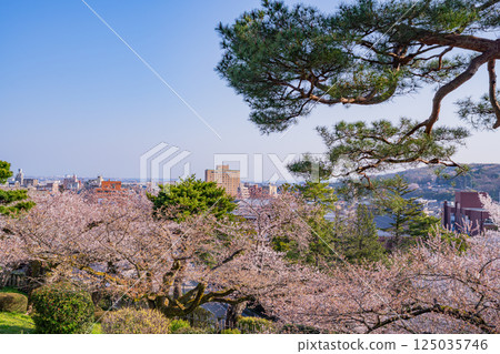 （石川縣）從兼六園眺望櫻花盛開的金澤市 125035746