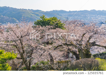 （石川縣）從兼六園眺望櫻花盛開的金澤市 125035761
