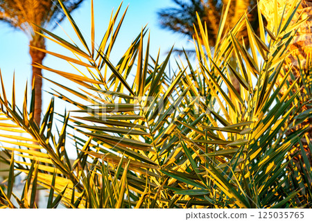 Lush palm fronds swaying gently under a clear sky at sunset near serene waters Lush palm fronds swaying gently under a clear sky at sunset near serene waters 125035765