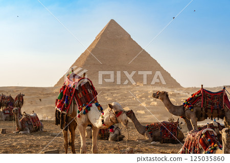 Camel caravan resting near Great Pyramid at Giza during sunset with colorful decorations and desert landscape Camel caravan resting near Great Pyramid at Giza during sunset with colorful decorations and desert landscape 125035860