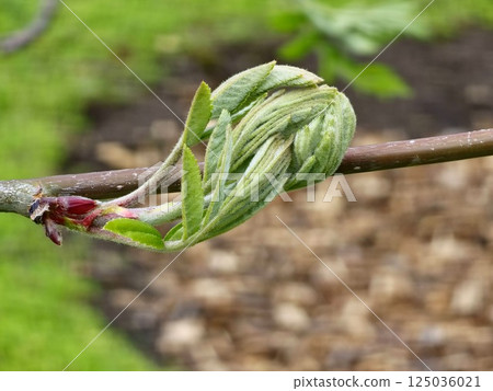 A young branch of rowan tree with fresh young green leaves. Sorbus in Latin A young branch of rowan tree with fresh young green leaves. Sorbus in Latin 125036021