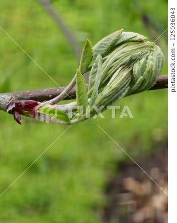 Young branch of a rowan tree with fresh young green leaves. Sorbus in Latin 125036043