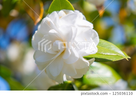 White camellia 125036110