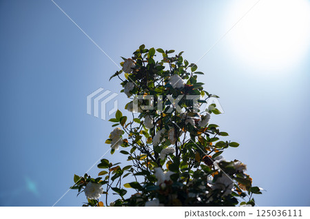 Camellia tree shining against the blue sky 125036111