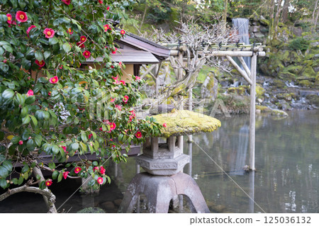 (石川縣)兼六園、冰池的櫻花盛開 (石川縣)兼六園、冰池的櫻花盛開 125036132