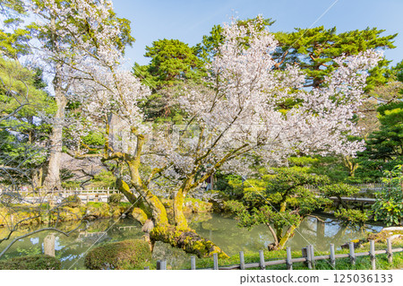（石川縣）兼六園、冰池的櫻花盛開 125036133