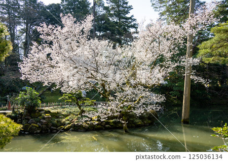 （石川縣）兼六園、冰池的櫻花盛開 125036134