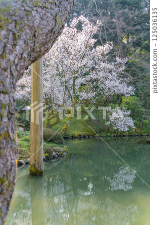 （石川縣）兼六園、冰池的櫻花盛開 125036135