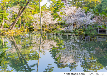 （石川縣）兼六園、冰池的櫻花盛開 125036136
