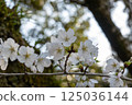 Cherry blossoms at Mt. Shoden 125036144