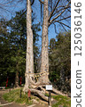 The Couple Trees of Mt. Shoden 125036146
