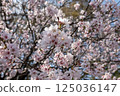 Cherry blossoms at Mampei Park 125036147