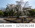Cherry blossoms at Mampei Park 125036148