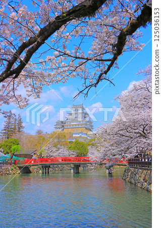Scenery of cherry blossoms in full bloom and Himeji Castle, Himeji City, Hyogo Prefecture Scenery of cherry blossoms in full bloom and Himeji Castle, Himeji City, Hyogo Prefecture 125036153