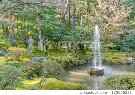 （石川縣）櫻花盛開的兼六園噴泉 125036281