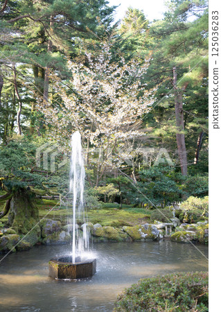 (Ishikawa Prefecture) Kenrokuen Fountain with Cherry Blossoms in Bloom (Ishikawa Prefecture) Kenrokuen Fountain with Cherry Blossoms in Bloom 125036283