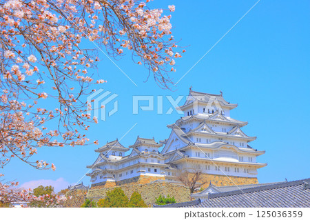 Scenery of cherry blossoms in full bloom and Himeji Castle, Himeji City, Hyogo Prefecture Scenery of cherry blossoms in full bloom and Himeji Castle, Himeji City, Hyogo Prefecture 125036359