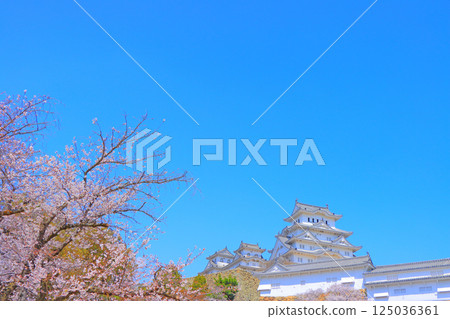 兵庫縣姬路市櫻花盛開和姬路城的景色 兵庫縣姬路市櫻花盛開和姬路城的景色 125036361
