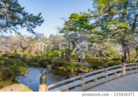 (Ishikawa Prefecture) Cherry blossoms in Kenrokuen Garden, Hanami Bridge 125036371